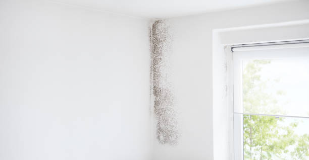 Mold Remediation for Vacation Homes in The College Of New Jersey, NJ